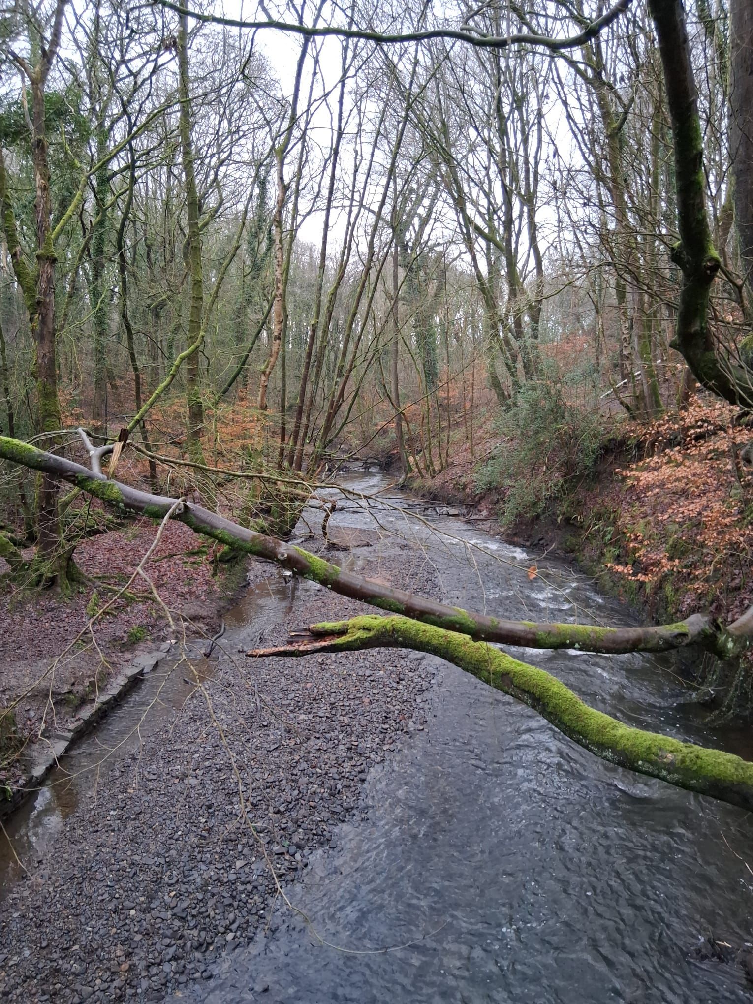River Douglas on route of walk
